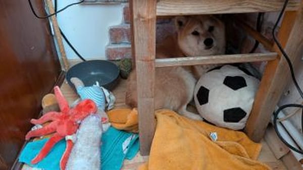 Arista schüchterne Shiba Hündin sucht 🏡
