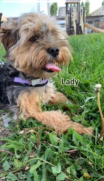 Super liebe kleine Lady