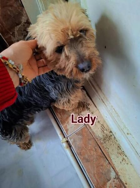 Super liebe kleine Lady