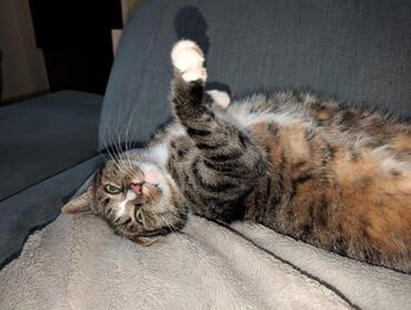 Sid sucht eine liebevolles Zuhause