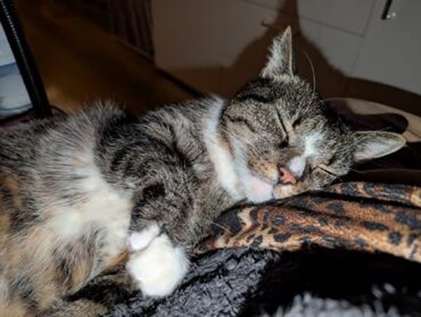 Sid sucht eine liebevolles Zuhause