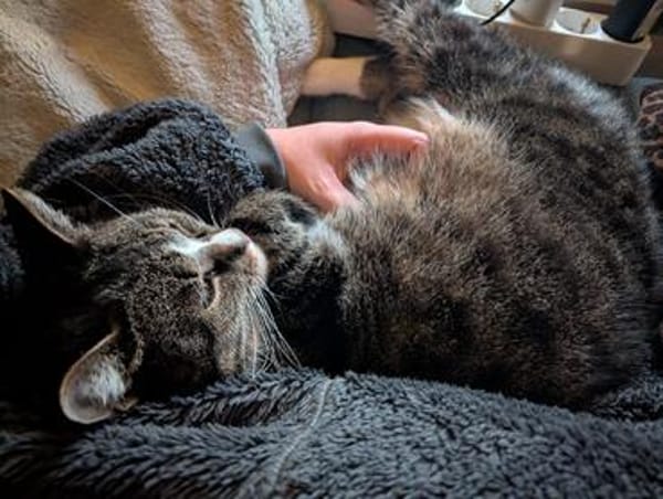 Sid sucht eine liebevolles Zuhause