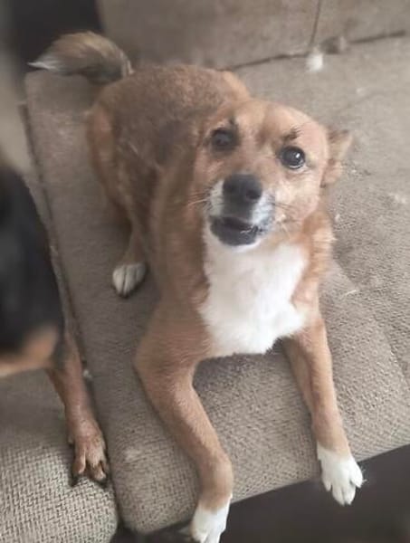 Hundedame FOXY 2