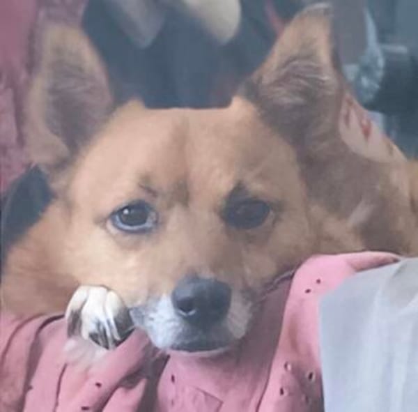 Hundedame FOXY 2