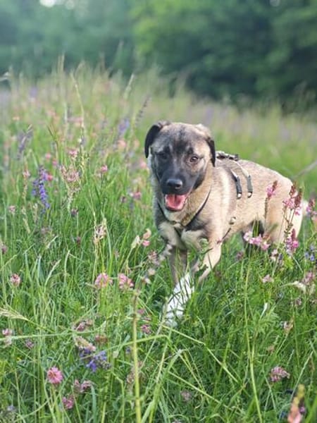 Kirin - ein toller Hund braucht Auslastung