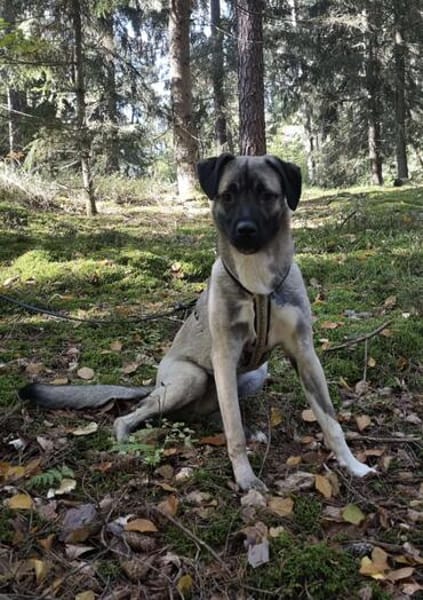 Kirin - ein toller Hund braucht Auslastung