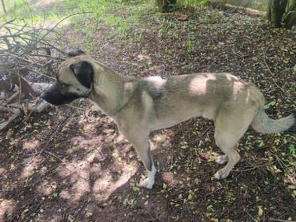 Kirin - ein toller Hund braucht Auslastung