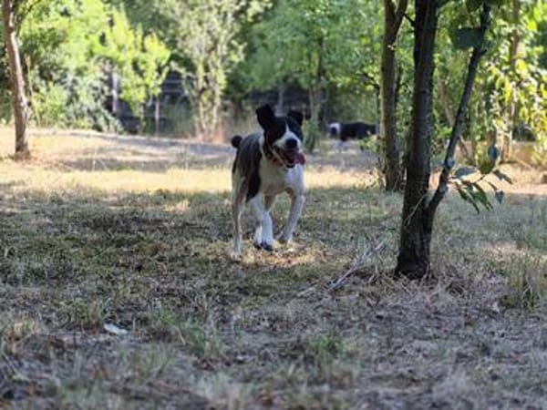 Jack - kleiner Pirat auf vier Pfoten