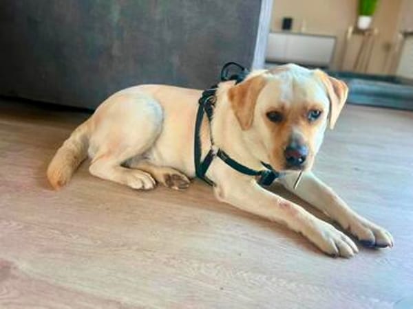Bester Buddy Sucht endlich seine Familie für immer