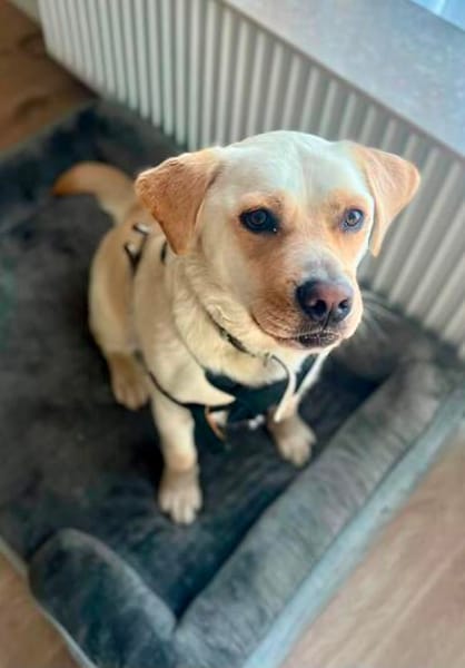 Bester Buddy Sucht endlich seine Familie für immer