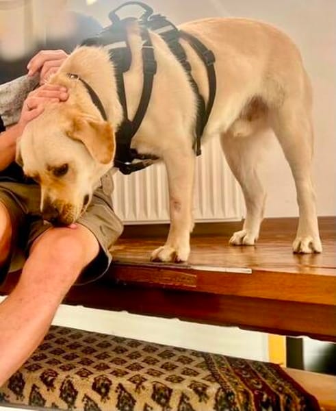Bester Buddy Sucht endlich seine Familie für immer