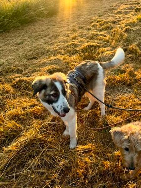 Bezaubernde Junghündin auf großen Pfoten  Maya