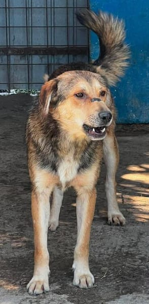 COSMO ist auf PS in 65597 Hünfelden
