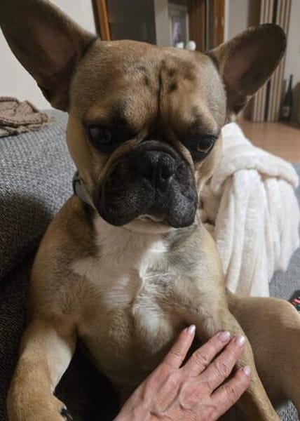 Pablo sucht ein Heim um zu bleiben
