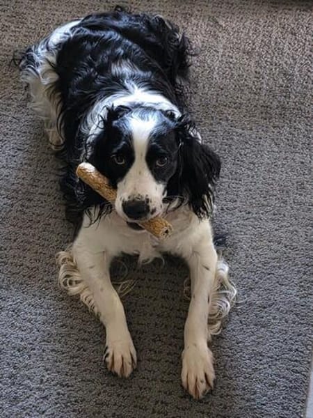 Octavio sucht seine Menschen💙🐾