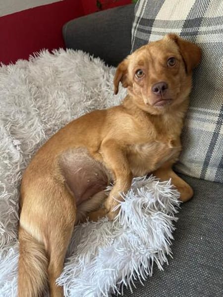 NALA sucht ihr Zuhause