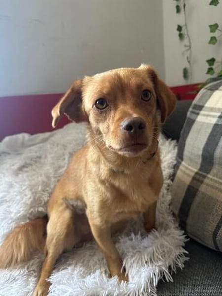 NALA sucht ihr Zuhause