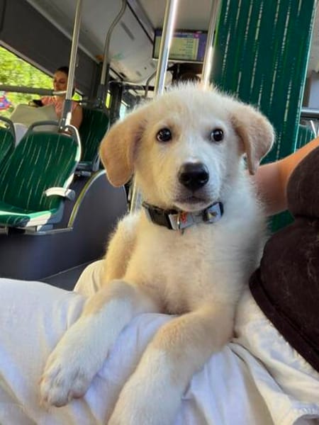 Rudolf, kleiner Welpe sucht neue Familie
