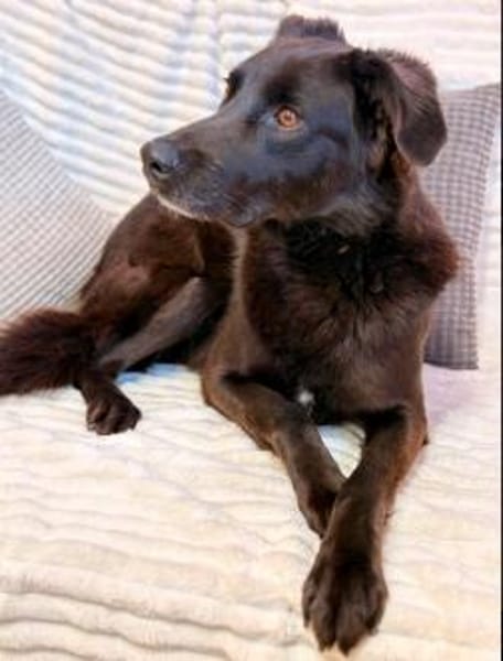 Oliver - stiller Schatten sucht Dich