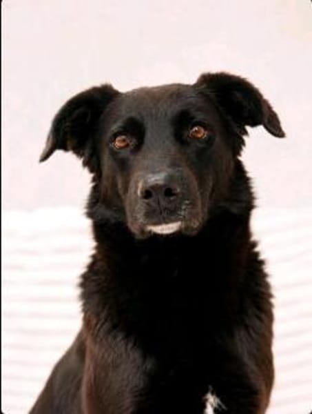 Oliver - stiller Schatten sucht Dich