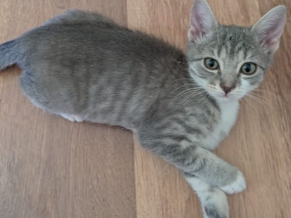 Bigoudi