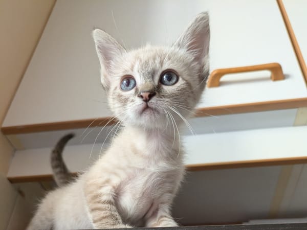 Nimbus dit Alpha