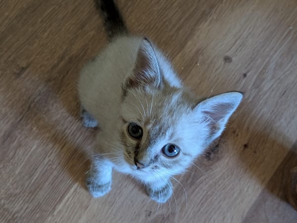 Nimbus dit Alpha