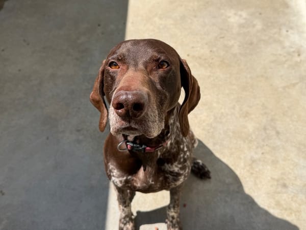 Rex