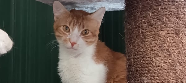GARFIELD (réservé)