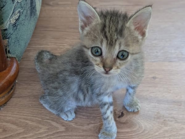 Catzilla