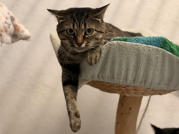 MOMICHAT