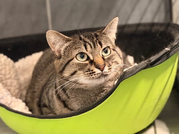 MOMICHAT