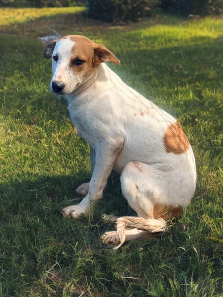 SAVEA , chiot femelle Berger Créole  La mignonne !