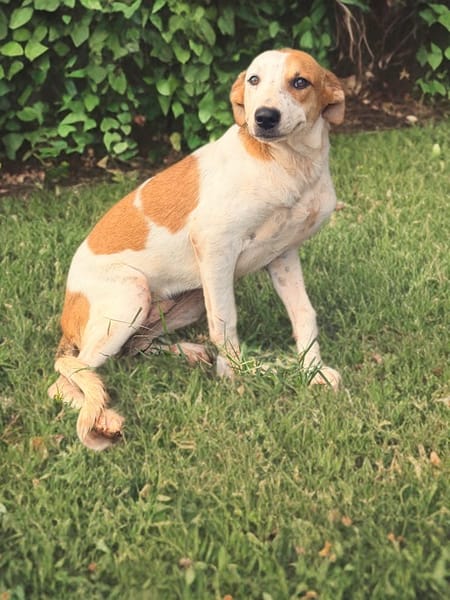 SAVEA , chiot femelle Berger Créole  La mignonne !