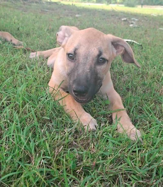 PRINCESSE , chiot femelle Berger Créole  La mignonne !