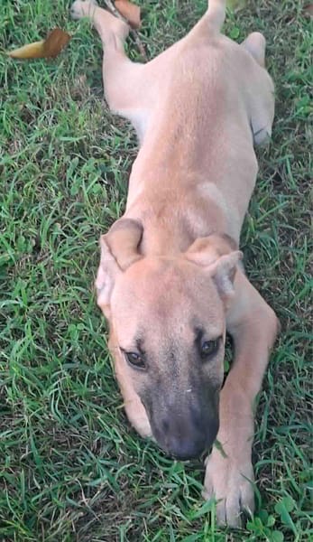 PRINCESSE , chiot femelle Berger Créole  La mignonne !