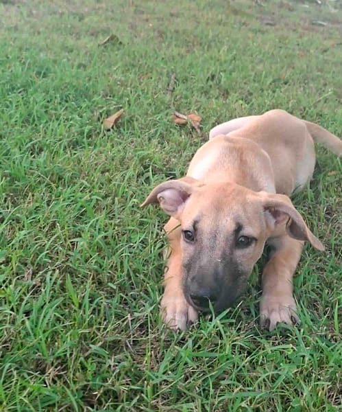 PRINCESSE , chiot femelle Berger Créole  La mignonne !