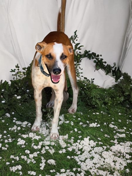 SPEEDY, mâle junior, Berger Créole La joie de vivre !