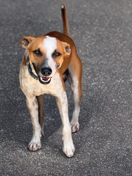 SPEEDY, mâle junior, Berger Créole La joie de vivre !