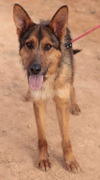 BALTO (Maria)