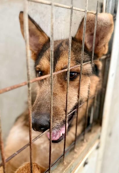 BALTO (Maria)