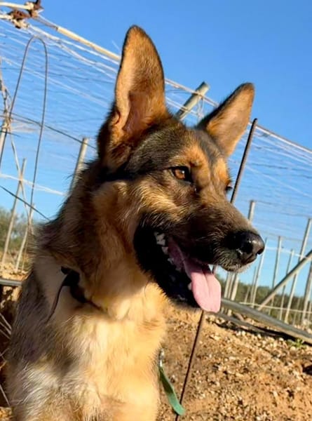 BALTO (Maria)