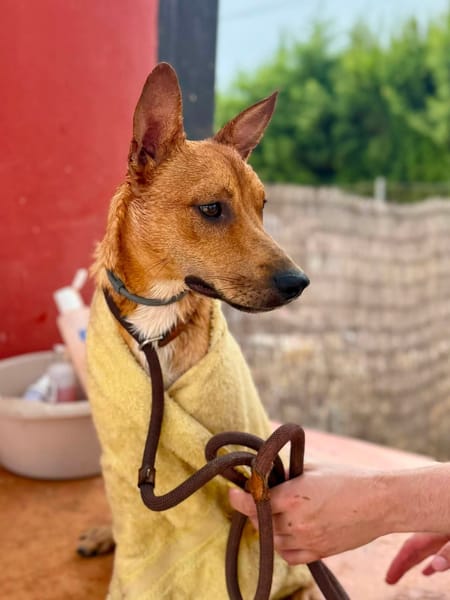 TACO (Maria)