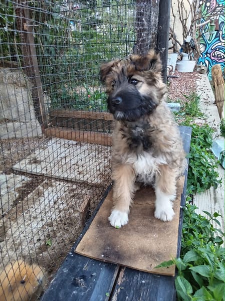 MYSTIE, CHIOT FEMELLE CROISÉ BORDER GRIFFON