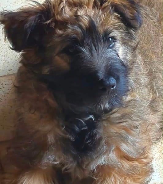 MYSTIE, CHIOT FEMELLE CROISÉ BORDER GRIFFON