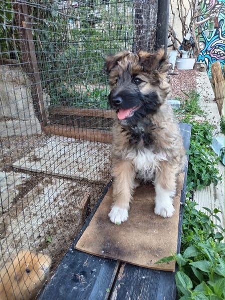 MYSTIE, CHIOT FEMELLE CROISÉ BORDER GRIFFON