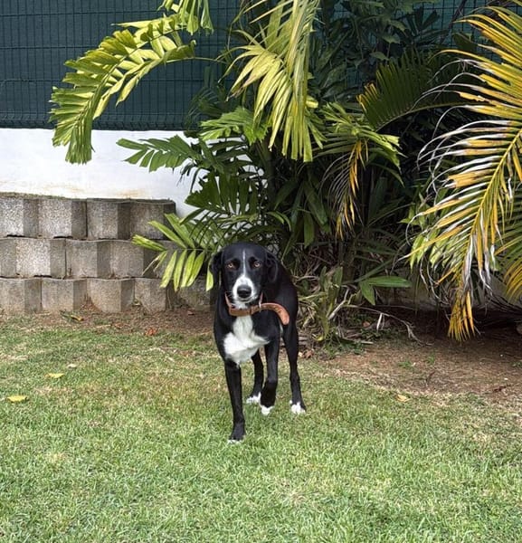 TIANA, femelle  BERGER CREOLE