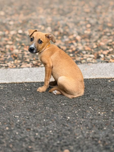 HADES, CHIOT MÂLE BERGER CRÉOLE