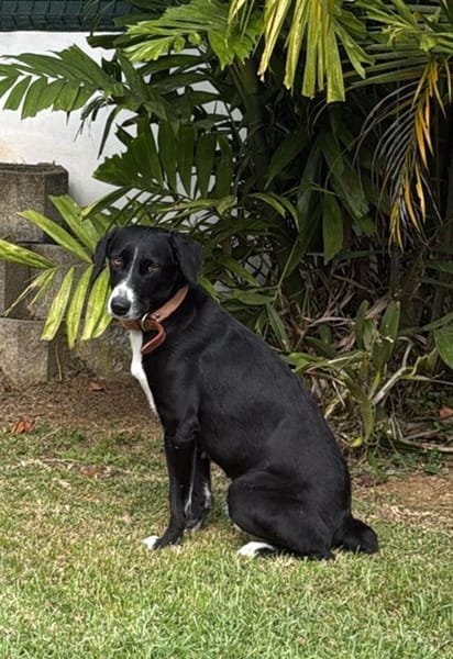 TIANA, femelle  BERGER CREOLE
