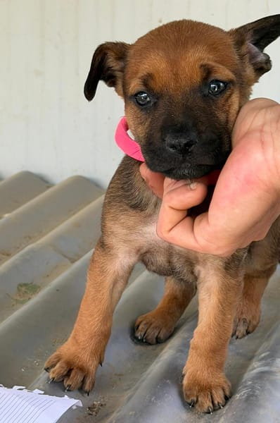 DORA (Maria)